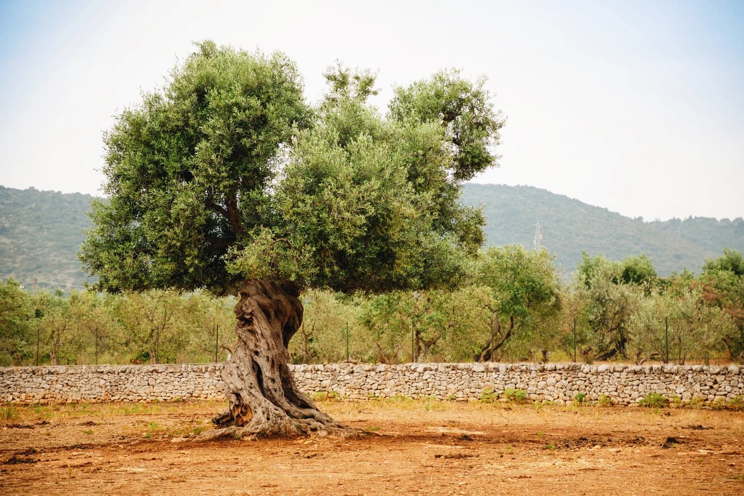 Palestinian olive tree